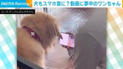 動画に夢中なゴールデンレトリバー スマホ首になりそうなほど“釘付け”に見る姿にほっこり