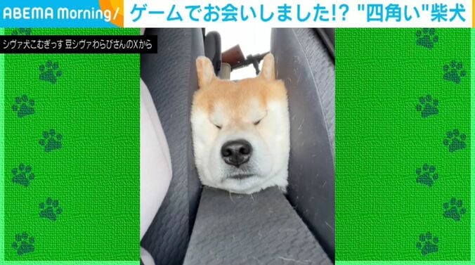 柴犬「こむぎ」くん