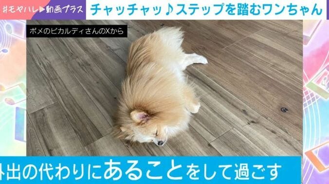 ポメラニアンのピカルディくん（5歳）
