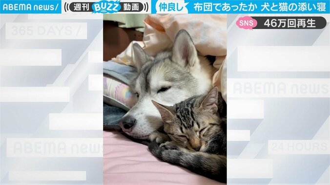 大型犬と子猫が布団でぬくぬく 親子のように身を寄せ合う姿にほっこり 「真ん中に入りたい」懇願の声も 1枚目