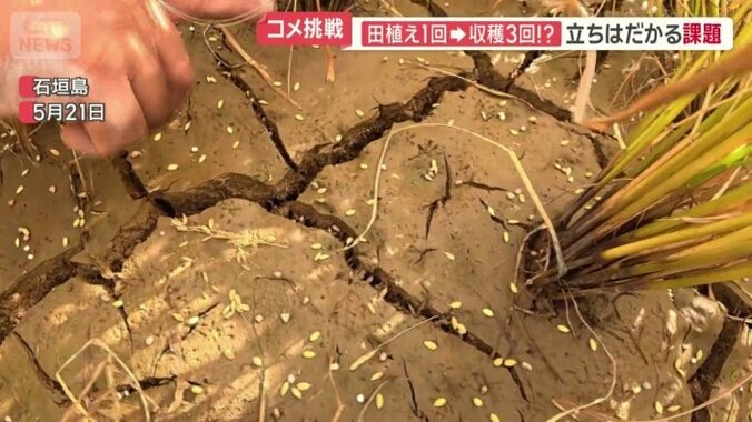 前日にまいた種