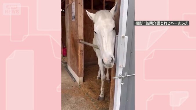 厩舎でくつろぐ