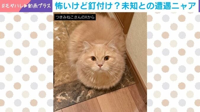 猫のつきみくん