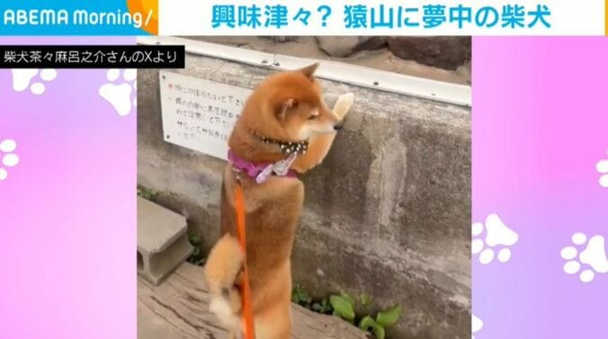 柴犬茶々麻呂之介さんのXより