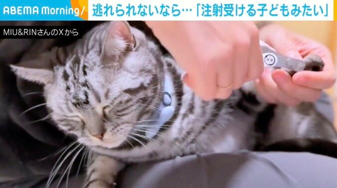 アメリカンショートヘアのりんくん