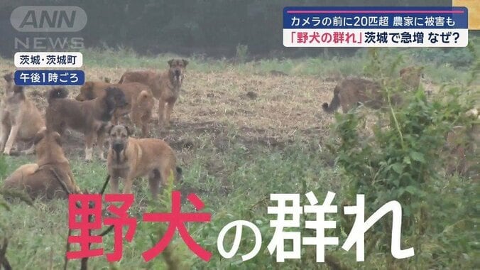 野犬の群れ