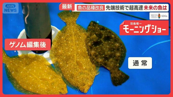 “未来の魚”開発　先端技術で超高速の品種改良へ　海水温上昇で危機…養殖漁業を救う 1枚目