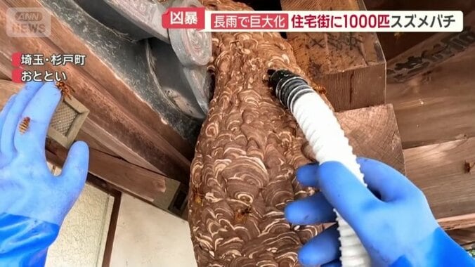 吸引機でハチを吸う