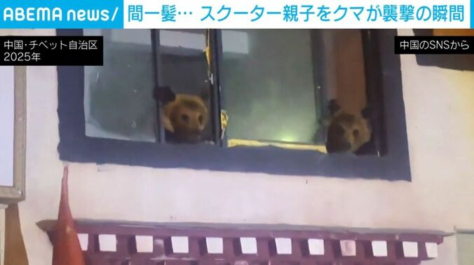 チベットヒグマ