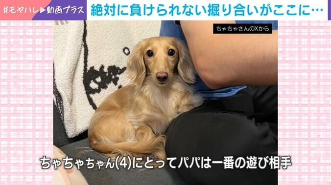 ミニチュアダックスフントのちゃちゃちゃん