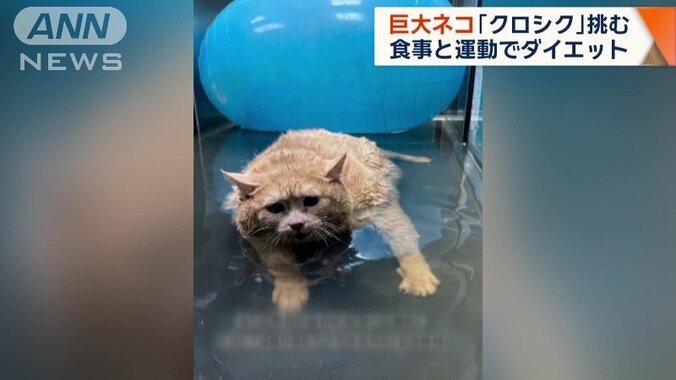 水中歩行で頑張って運動