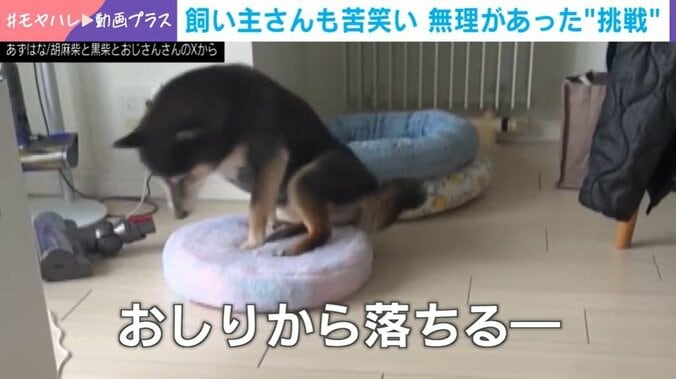 黒柴