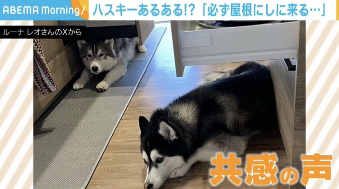 シベリアンハスキーのルーナちゃんとレオくん