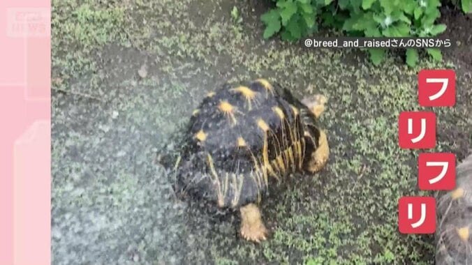 水を浴びると…おしりフリフリ！