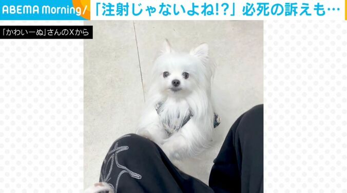 犬のかわいーぬちゃん
