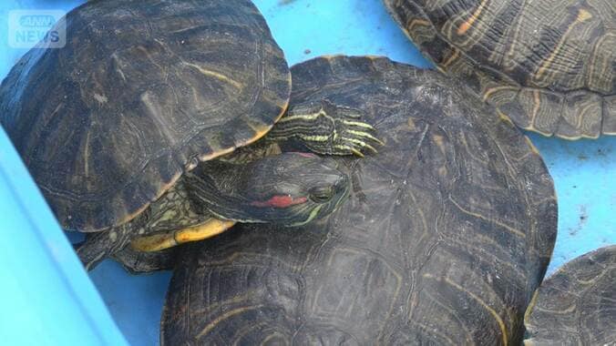 ハス食べつくす外来カメ　ラムサール条約登録の湿地・佐潟がピンチ 1枚目