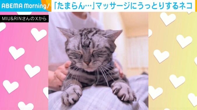 アメリカンショートヘアのりんくん