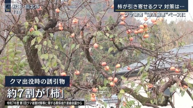 クマを引き寄せる誘引物