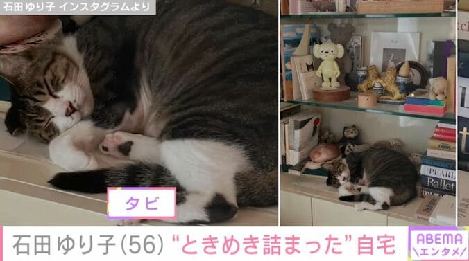 飼い猫の「タビ」