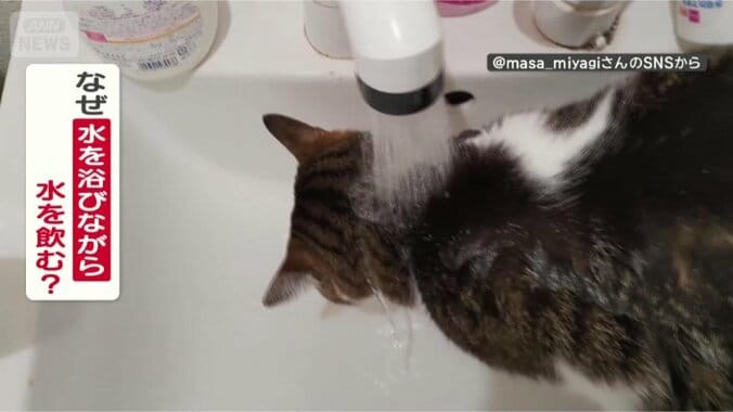 水浴びしながら飲むのはなぜ？