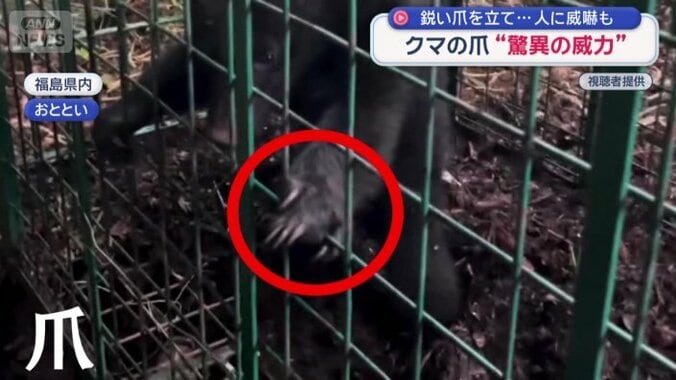 うなり声をあげ、威嚇する子グマ