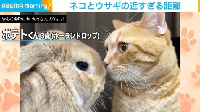 ウサギのポテトくん、猫のピチタロウくん