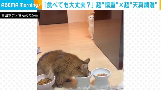 ホタテちゃんと菅田くん