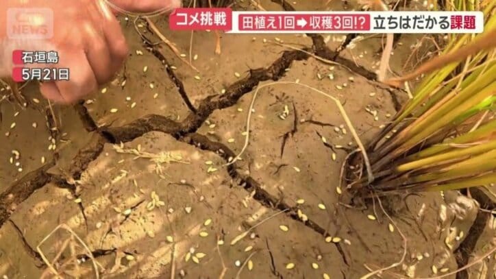 前日にまいた種