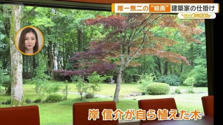 岸信介が自ら植えたノムラモミジ