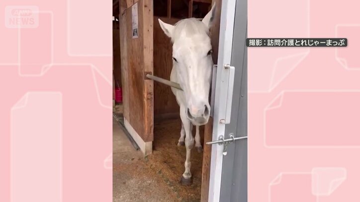 厩舎でくつろぐ