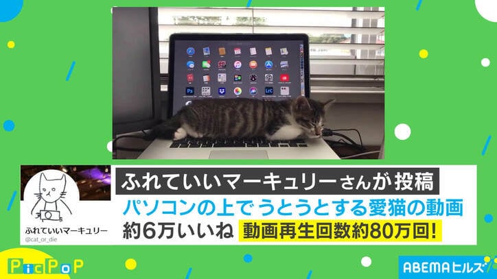 “猫の呼吸”でパソコン画面が切り替わる？「寝ている姿は天使」飼い主を取材