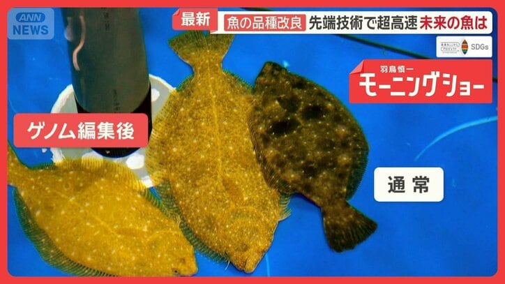 “未来の魚”開発 先端技術で超高速の品種改良へ 海水温上昇で危機…養殖漁業を救う