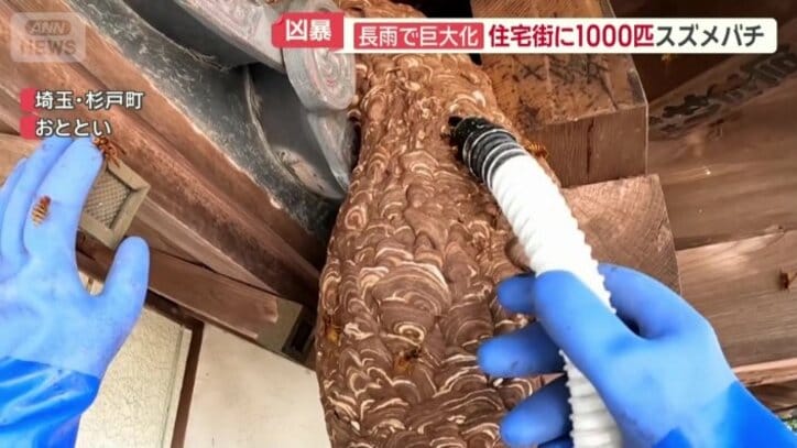 吸引機でハチを吸う