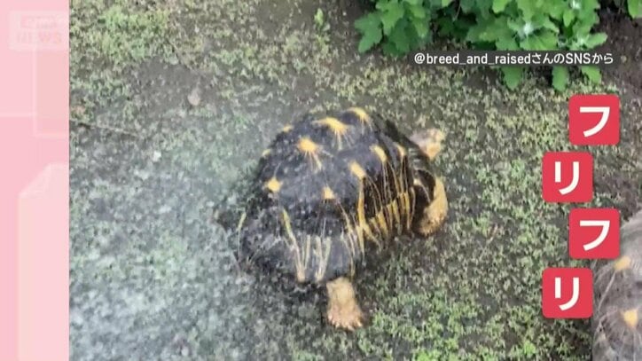水を浴びると…おしりフリフリ！