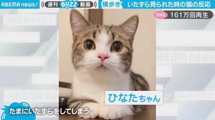 逃げ方アニメやん いたずら現場から逃走する猫の姿が面白すぎると話題 4足歩行でも横に移動出来るんですね 話題 Abema Times