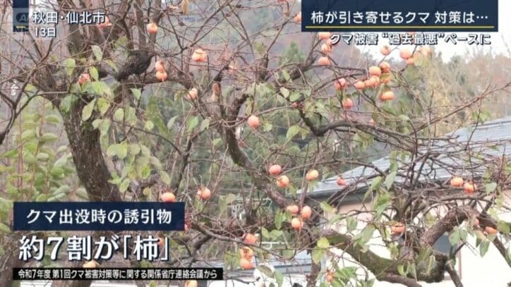 クマを引き寄せる誘引物