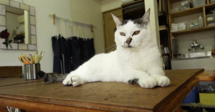 「お待ちしておりましたニャ」旅人を癒す伊豆のモフモフ猫たち