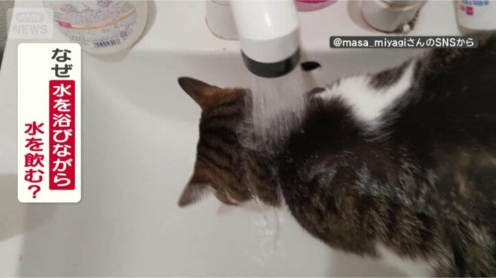 水浴びしながら飲むのはなぜ？