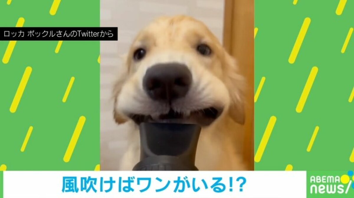 ほっぺたブルブル 遊びたい犬vs乾かしたい飼い主の 可愛すぎる攻防 に 笑い過ぎて涙出ちゃった 話題 Abema Times