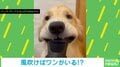 ほっぺたブルブル！遊びたい犬vs乾かしたい飼い主の“可愛すぎる攻防”に「笑い過ぎて涙出ちゃった」