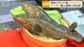 ブランド魚「クエタマ」 ガス会社が陸上養殖で初出荷 高級魚の掛け合わせ生育