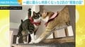 飼い主「熱いねぇ」 唯一懐いた先輩猫との“鼻チュー”に反響 「これがニャンチュー」