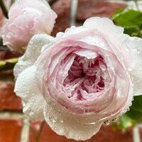 堀ちえみ『もう29年も経つのかぁ…』