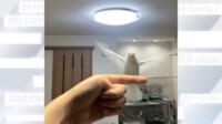 【映像】「文鳥ミサイル」この指に止～まれ…飼い主を完全スルー