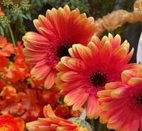 細川直美『おはようございます』