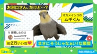 【映像】体重測定に挑むインコの姿