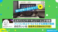 【映像】全集中！猫の型…PC上でうたた寝