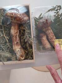 秋野暢子『松茸❗️❗️❗️』