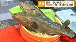ブランド魚「クエタマ」　ガス会社が陸上養殖で初出荷　高級魚の掛け合わせ生育