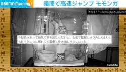 心配で監視カメラを見たら…狂ったように暴れているモモンガ 圧巻の高速ジャンプが話題に